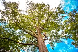 Best Emergency Tree Removal  in Beachwood, NJ