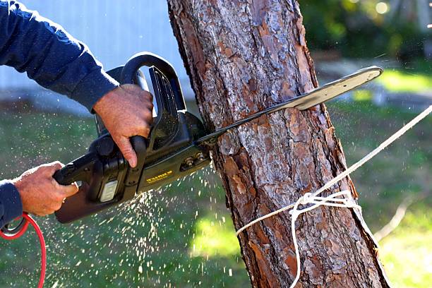 Best Commercial Tree Services  in Beachwood, NJ