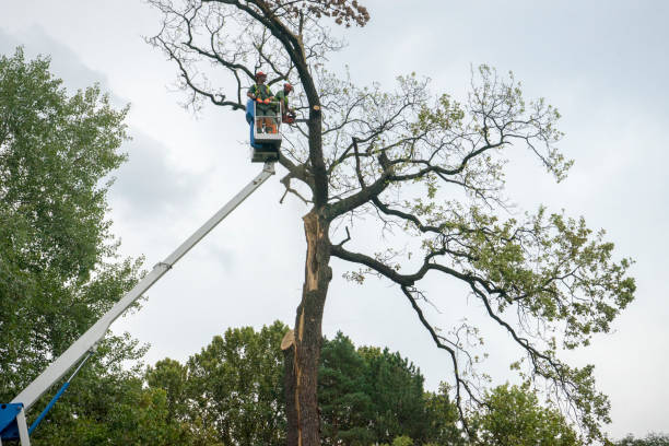 Best Weed Control  in Beachwood, NJ