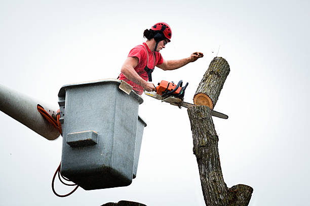 Best Hazardous Tree Removal  in Beachwood, NJ