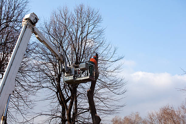 Best Fruit Tree Pruning  in Beachwood, NJ